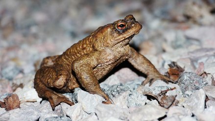 Cane Toad - Wikimedia Commons (Andreas Eichler)